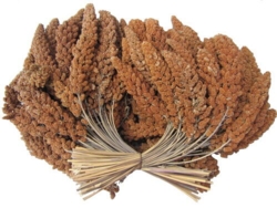 Hirsekolber franske røde 400g