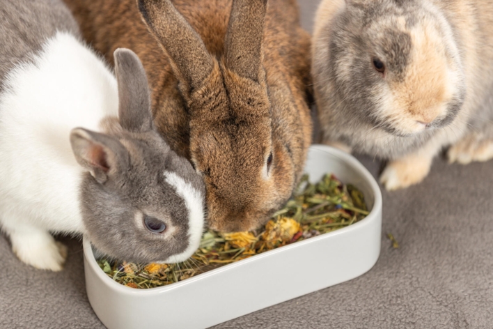 Trixie keramisk oval skål