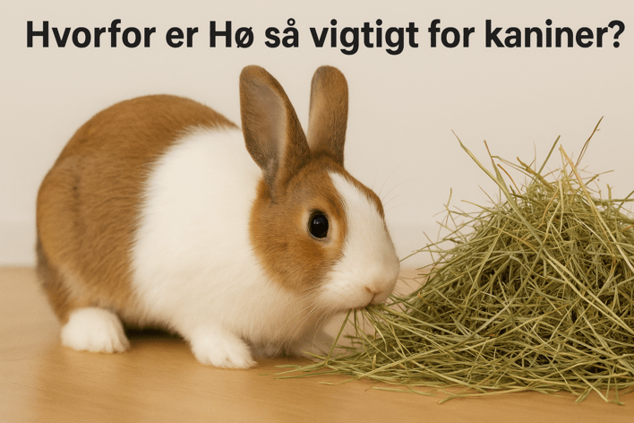 Hvorfor hø er så vigtigt for kaniner